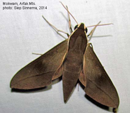 Thehra Insect Papua Insects Foundation (Lepidoptera/Sphingidae/Theretra indistincta)